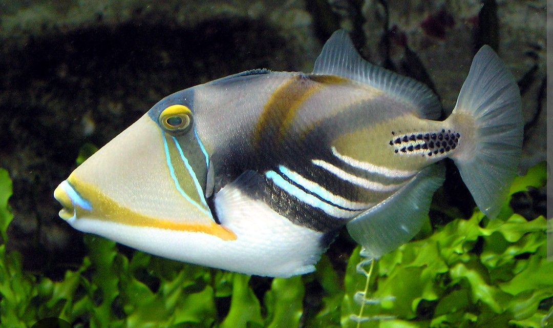 <p class="has-focus">Balistidae family</p><p class="has-focus">eats a varied diet of invertebrates, such as shrimp, krill, clams, crabs, urchins, and mollusks</p><p class="has-focus">White stomach, tan back vriss crossed with brown saddle, blueish-white stripes, and white stripes moving upwards from stomach, large mouth and teeth with yellow horizontal stripe</p>