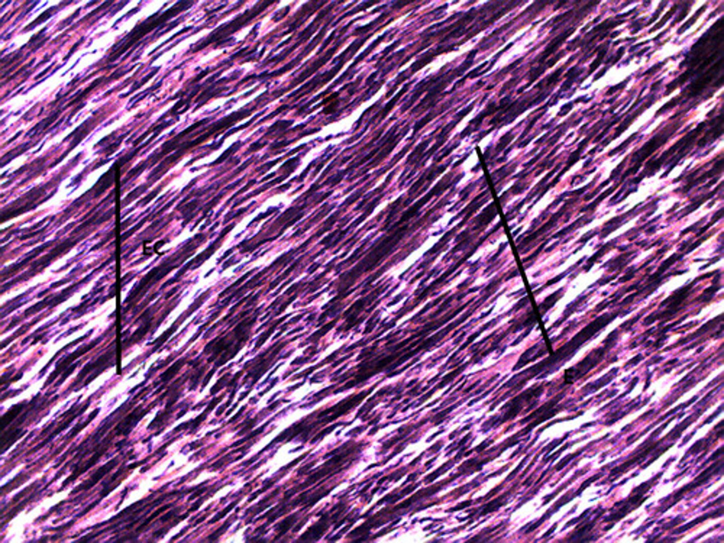 <p>What tissue is this?</p>