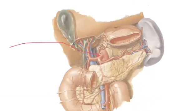 <p>which artery is indicated in the photo?</p>