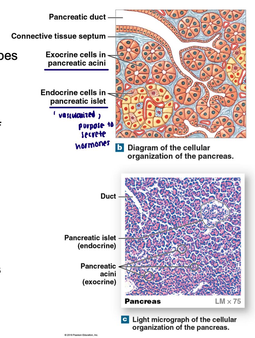 <ul><li><p>Endocrine: Islets of Langerhans (pancreatic islet): subtypes of endocrine cells</p><ul><li><p>Alpha: glucagon, 18-20% of cells</p></li><li><p>Beta: insulin, 73-75% cells</p></li><li><p>Delta: somatostatin (GHIH), 4-6% of cells</p><ul><li><p>D cells also make somatostatin</p></li><li><p>Inhibit release of glucagon and insulin and slows rate of digestion</p></li></ul></li></ul></li><li><p>Exocrine:</p><ul><li><p>Pancreatic acini: pockets of simple cuboidal cells that produce pancreatic juice</p><ul><li><p>Empty into series of epithelial lined ducts leading to pancreatic duct</p></li></ul></li></ul></li></ul><p></p>