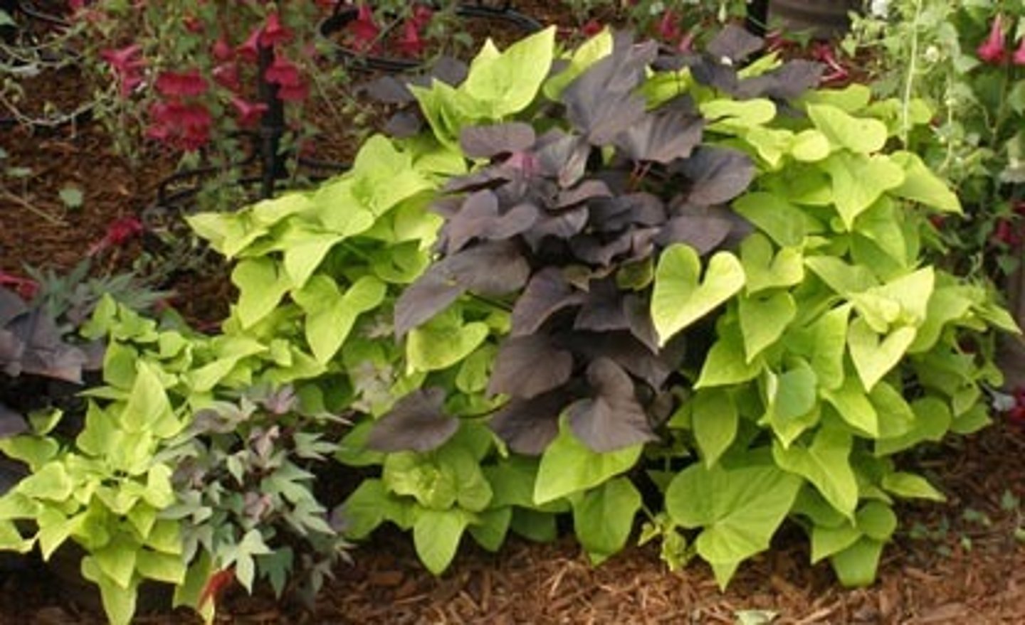 <p>Tender perennial</p><p>Popular root vegetable</p><p>purple, chartreuse and variegated-leaved cultivars</p><p>A popular ornamental foliage plant.</p><p>Stems typically mound to 9" tall but spread by trailing stems to 8-10' wide</p><p>Leaves of the ornamental varieties are heart-shaped to palmately lobed (to 6" long)</p><p>Ornamental varieties usually do not flower.</p>