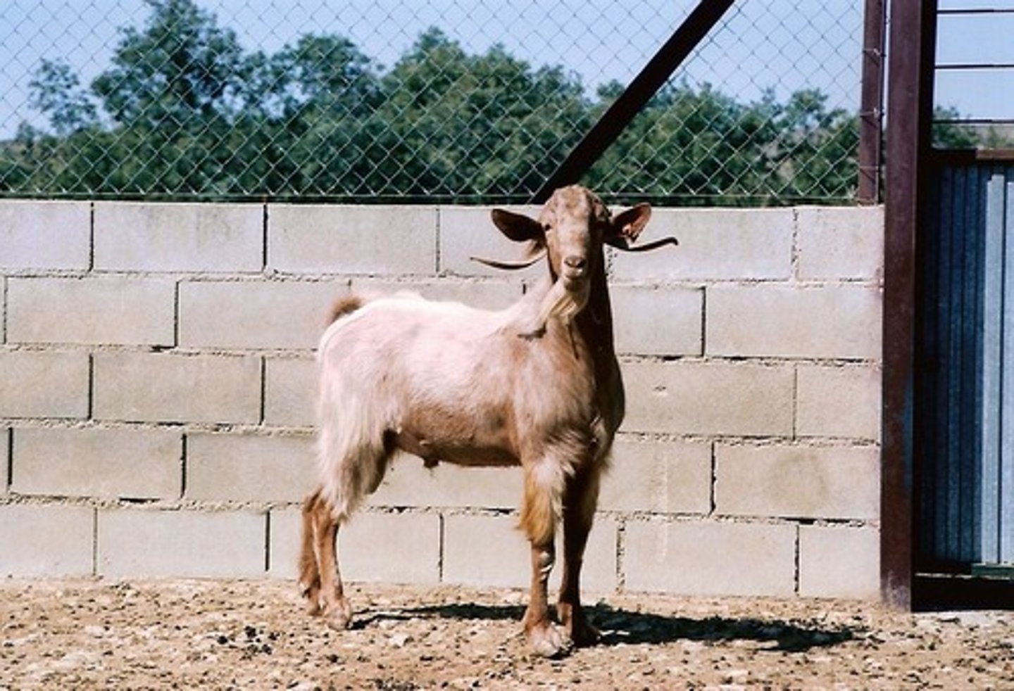 <p>light to dark blonde, short hair, horizontal ears, spire-shaped horns that go under the ears, can also be arched shaped horns, milk, semi-extensive</p>