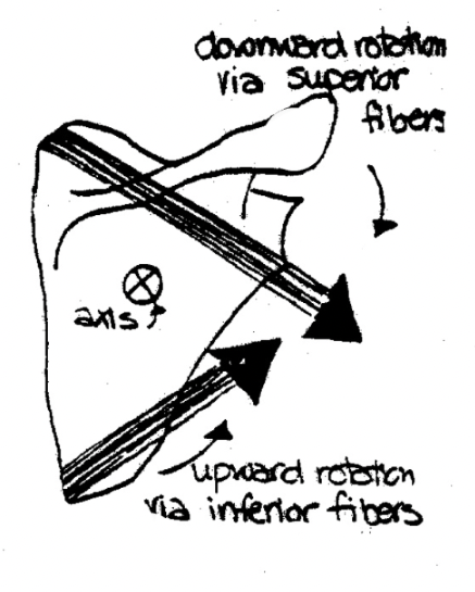 contraction in different directions

What planes is this taking place?