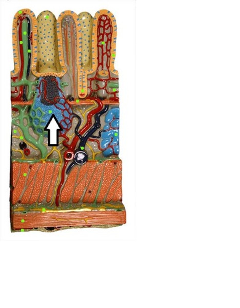 knowt flashcard image