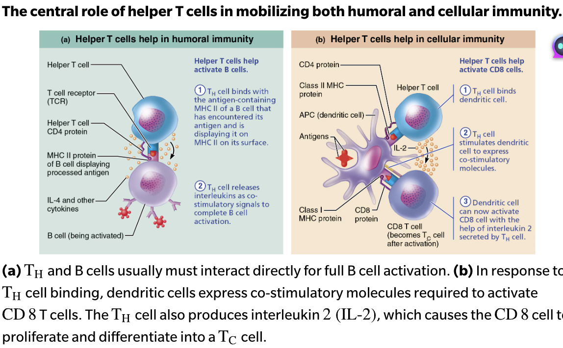 <p><strong>Humoral Immunity</strong></p><ol><li><p><span style="color: rgb(0, 0, 0);"><strong><span>T</span><sub><span>H</span></sub><span> cell</span></strong></span><span style="color: rgb(0, 0, 0);"> </span>binds with the <span style="color: purple;"><strong><span>self-nonself complexes of a B cell</span></strong></span> that has encountered its antigen and is displaying it on <span style="color: blue;"><strong><span>MHC II</span></strong></span> on its surface</p></li><li><p><strong>T<sub>H</sub> cell r</strong>eleases <span style="color: green;"><strong><span>interleukins</span></strong></span> as co-stimulatory signals to <span style="color: blue;"><strong><u><span>complete B activation</span></u></strong></span> </p></li></ol><p><strong>Cellular Immunity</strong></p><ol><li><p><span style="color: rgb(0, 0, 0);"><strong><span>T</span><sub><span>H</span></sub><span> cell</span></strong></span> binds <span style="color: purple;"><strong><span>dendritic cell</span></strong></span></p></li><li><p><strong>T<sub>H</sub> cells </strong>stimulates <span style="color: blue;"><strong><mark data-color="blue" style="background-color: blue; color: inherit;"><span>dendritic cell</span></mark></strong></span> to express co-stimulatory molecules </p></li><li><p><span style="color: blue;"><strong><mark data-color="blue" style="background-color: blue; color: inherit;"><span>Dendritic cell</span></mark></strong></span> can now <span style="color: red;"><strong><u><span>activate CD8 cell</span></u></strong></span> with the help of <span style="color: green;"><strong><span>interleukin 2</span></strong></span> secreted by<strong> T<sub>H</sub> cell</strong></p></li></ol><p></p>