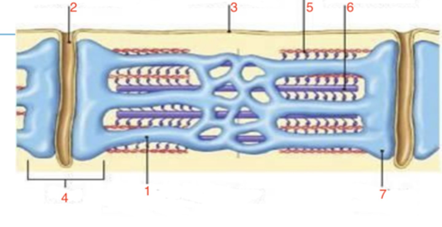 <p>which is the thin filament?</p>