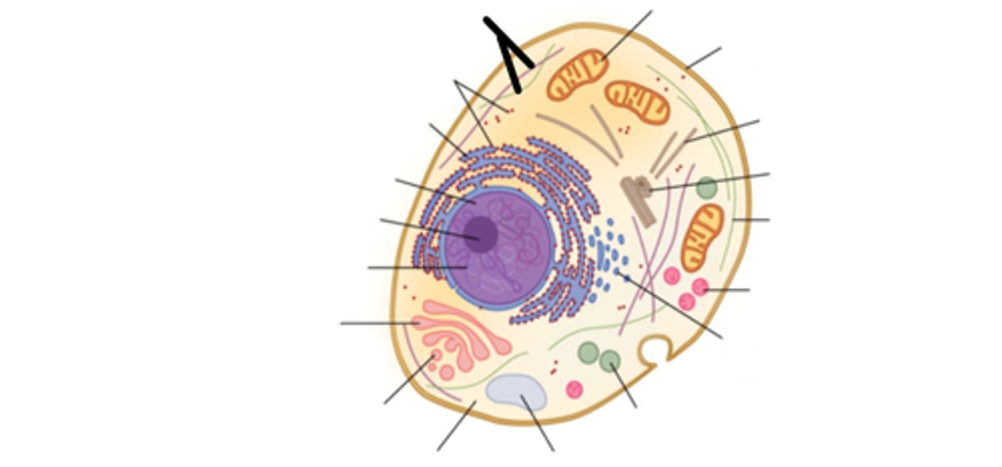 <p>This is made of microtubules, microfilaments, and intermediate filaments. It provides support for the cell.</p>