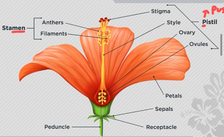 <p>This is the male part of the flower consisting of <em>anther (makes pollen) and filament (holds UP anther).</em></p>