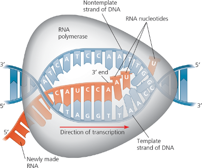 <p>RNA polymerase recruit's uracil instead of thymine. RNA polymerase lacks proofreading activity.</p><p>How can RNA polymerase afford to lack proofreading activity?</p><ul><li><p>Because RNA is typically synthesized quickly and is often not as critical as DNA, allowing for some errors without significant consequences. </p></li></ul><p></p>