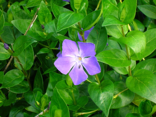 <p>Large Periwinkle (Apocynaceae)</p>