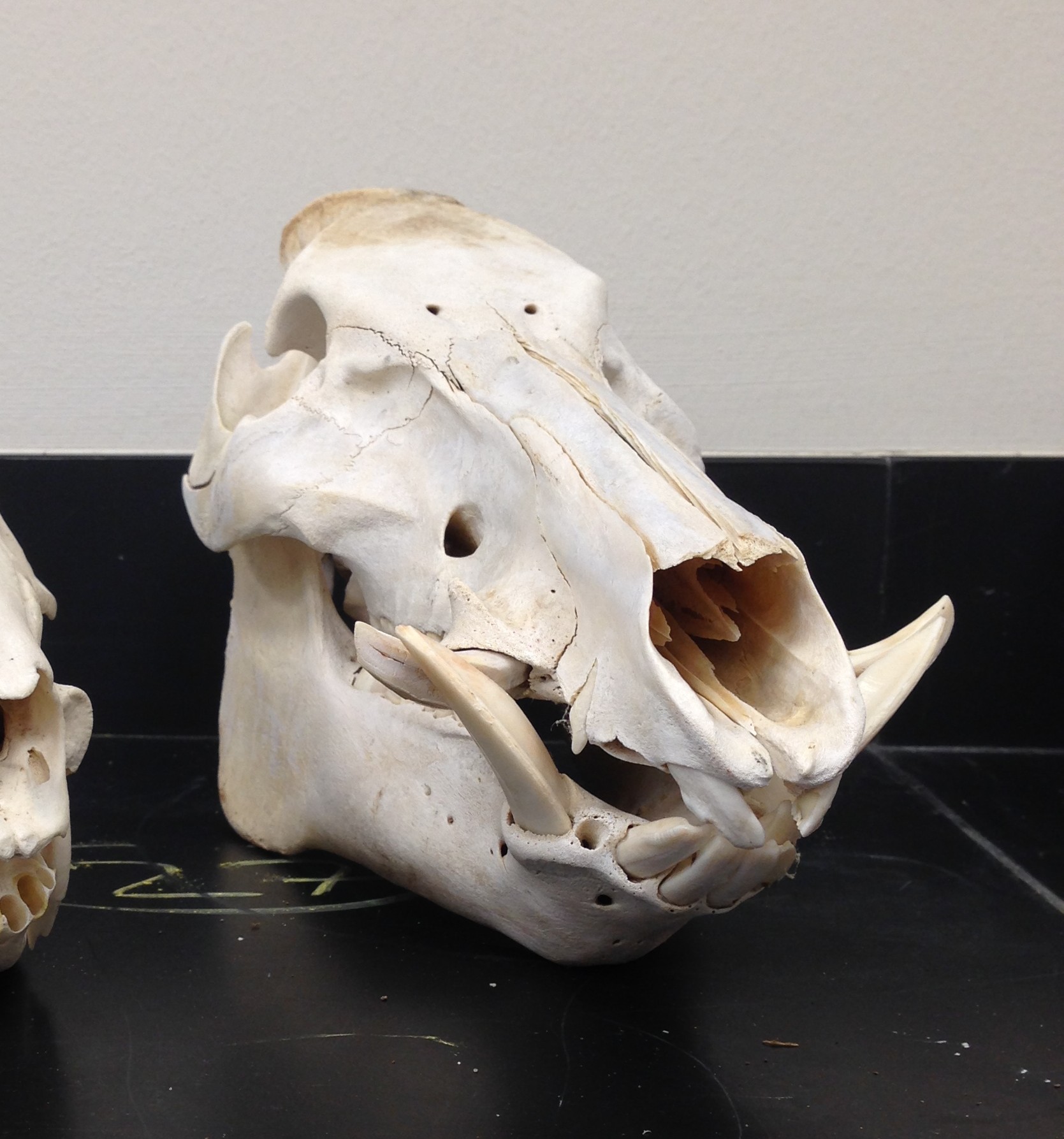 <p>Sus scrofa </p>