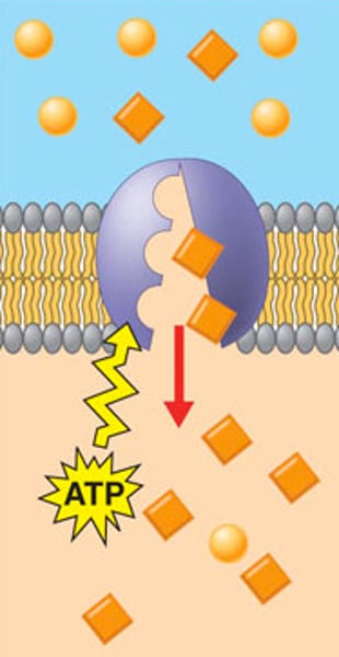 <p>Requires ATP as it moves molecules from low concentration to high concentration</p>