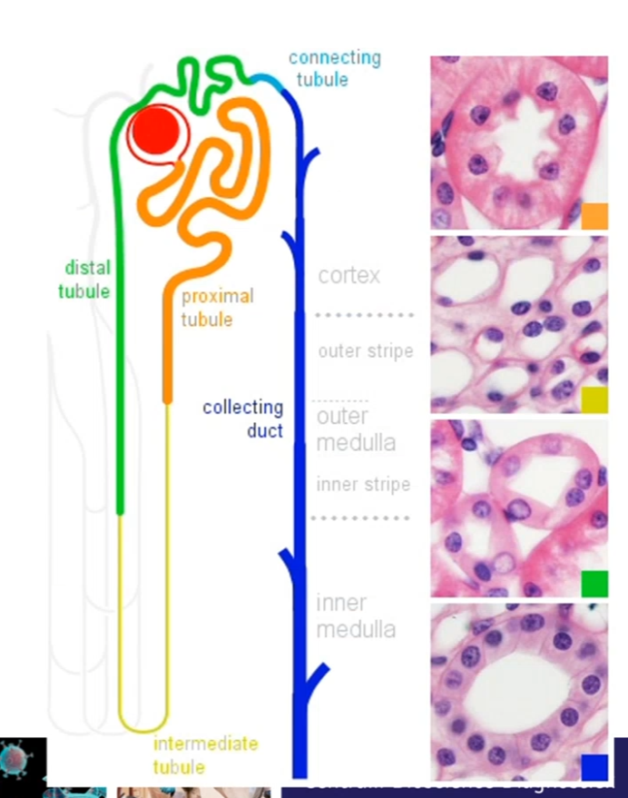 <p>Distale tubulus</p>