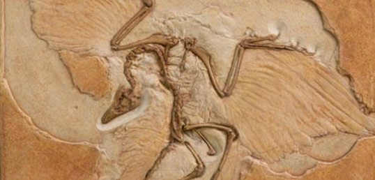 <p>an early bird known for its blend of dinosaur and avian features, believed to be one of the first to have feathers. </p>