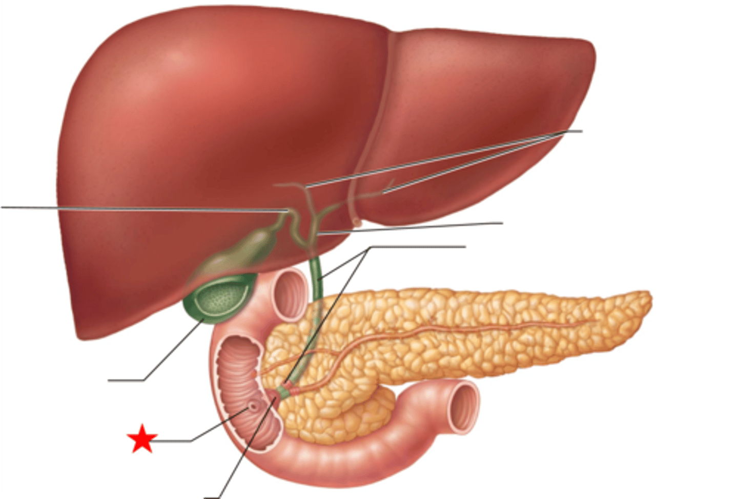 <p>exit of hepatopancreatic duct</p>