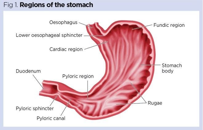 <p>Breaking down foods</p>