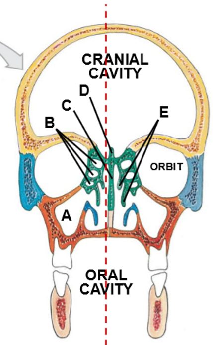 <p>A-D, colours from top to bottom</p>