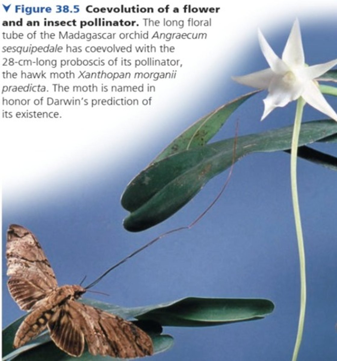 <p>The joint evolution of two interacting species, each in response to selection imposed by the other.</p>