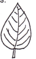 <p>Margin of leaf?</p>