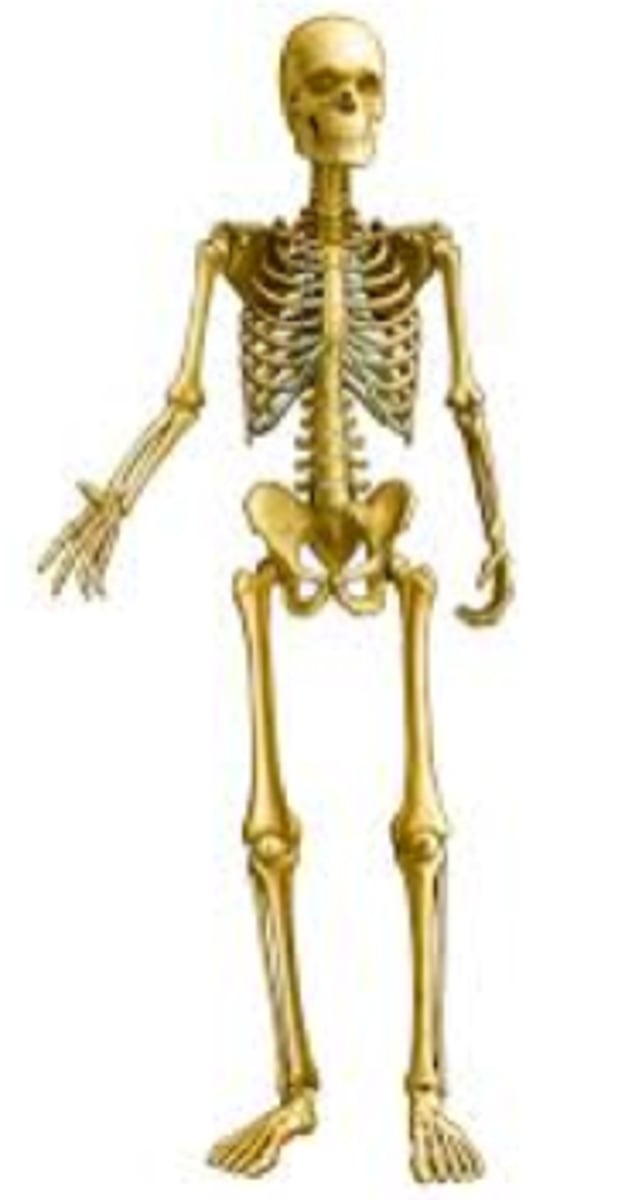 <p>protects internal organs and supports the body : bones</p>