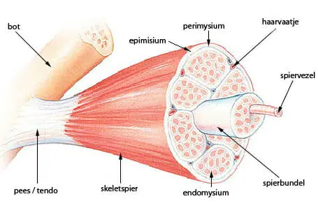 <p><span><span>verbinden spierbuik met beenderen, vliezen, gewrichtkapsels, huid</span></span><br>—&gt; <span><span>kunnen tegen grote trekkrachten</span></span></p><p><span><span>= zijn flexibel want kunnen zich ombuigen rondom verdikkingen of uitsteeksels van beenderen of rond een bindweefselstructuur, die _____ op hun plaats houdt of retinaculum</span></span></p><p style="text-align: left;"><span><span>= zijn wit want </span></span><span style="background-color: yellow;"><mark data-color="#000000" style="background-color: rgb(0, 0, 0); color: inherit;"><span>weinig doorbloed</span></mark></span></p><p style="text-align: left;"><span><span>= bevatten collagene vezels (soort bindweefsel)</span></span></p><p style="text-align: left;"></p><p><span><span>—&gt; bestaan uit het eiwit&nbsp;</span><strong><span>collageen</span></strong><span>. De trekvastheid van dit type&nbsp;</span><strong><span>vezels</span></strong><span>&nbsp;is vergelijkbaar met die van staal. De&nbsp;</span><strong><span>vezels</span></strong><span>&nbsp;zorgen dat het bindweefsel niet oneindig kan worden uitgerekt en daardoor behoudt de ____ zijn vorm.</span></span></p>