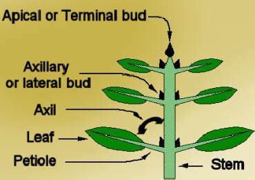 <p>preformed meristems</p><p>axillary buds are usually <strong>dormant, inhibited by auxin produced by the apical meristem, which is known as apical dominance</strong>.</p><p>(buds are compressed stems, these embryonic shoots develop exogenously from the outer-cortex layer of the plant at the axillary intersection and eventually grow into new stems.)</p>