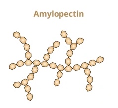 <p>Describe the structure of amylopectin (starch)</p>