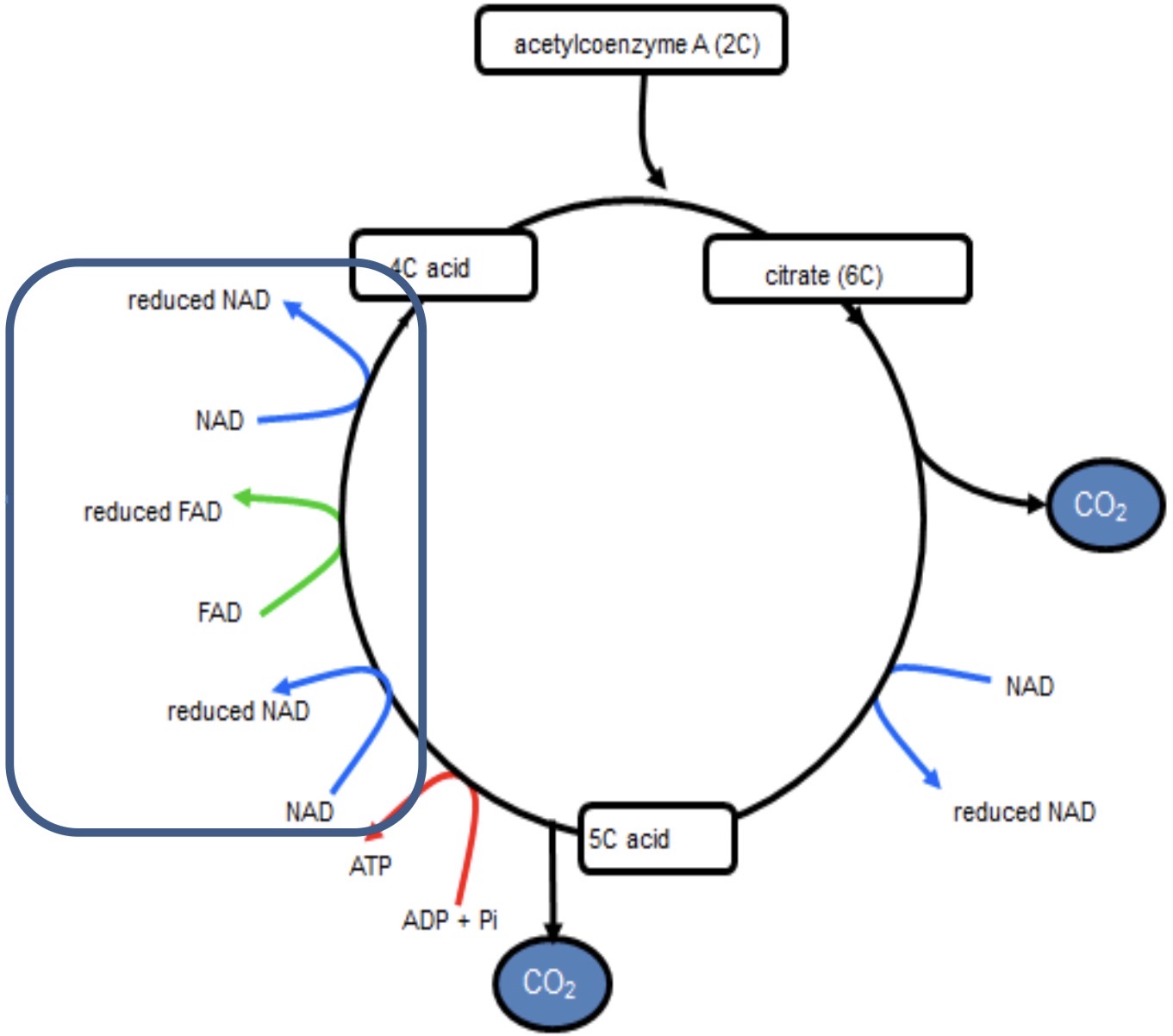 <p><strong><mark data-color="yellow" style="background-color: yellow; color: inherit">KREBS CYCLE- 6</mark></strong></p>