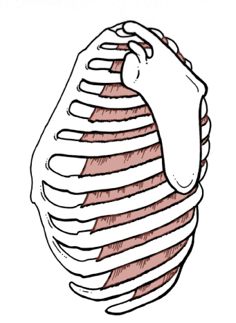 <p>Origin: <span>Lower border of a Rib within an intercostal space</span></p><p>Insertion: <span>Upper border of the Rib below, coursing, downward and medially</span></p><p>Action: <span>keeps the intercostal space from blowing out or sucking in during respiration</span></p>