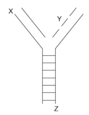 <p>What is the structure labeled Y?</p>