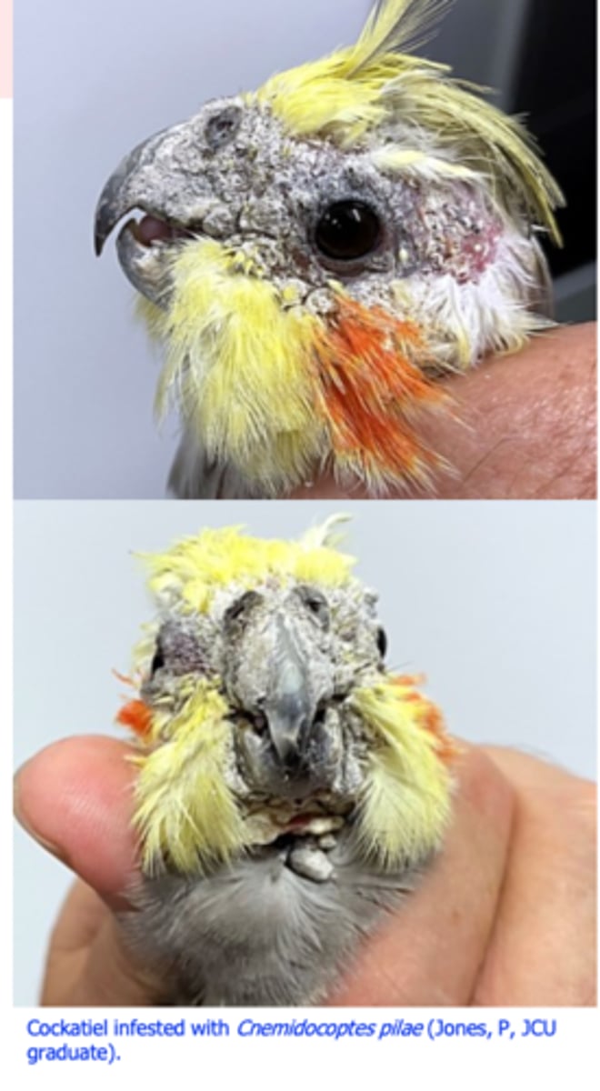 <p>• Thick-white, honeycomb like crusts on non-feathered skin:</p><p>• Beak =&gt; deformed beak =&gt; difficulties in respiration and /or feeding;</p><p>• Eyes;• Legs and cloaca;</p>