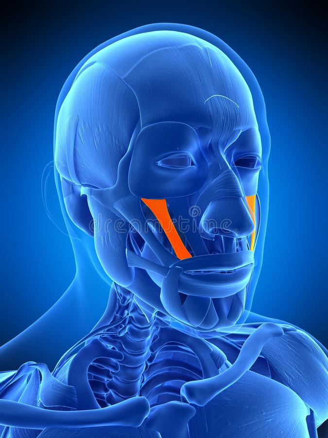 Origin: zygomatic bone

Insertion: skin of superior lip 

Action: elevates corner of mouth