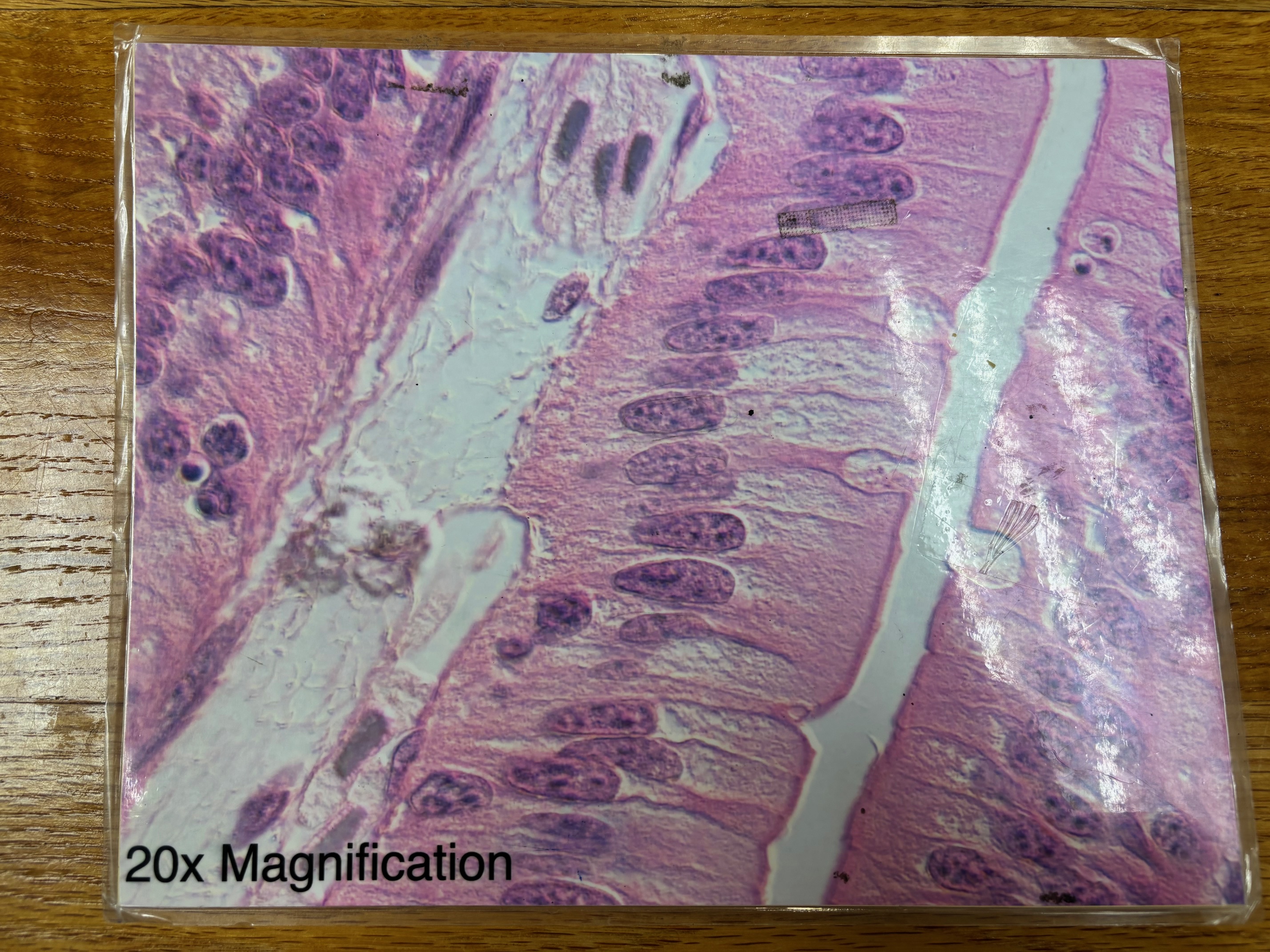 knowt flashcard image