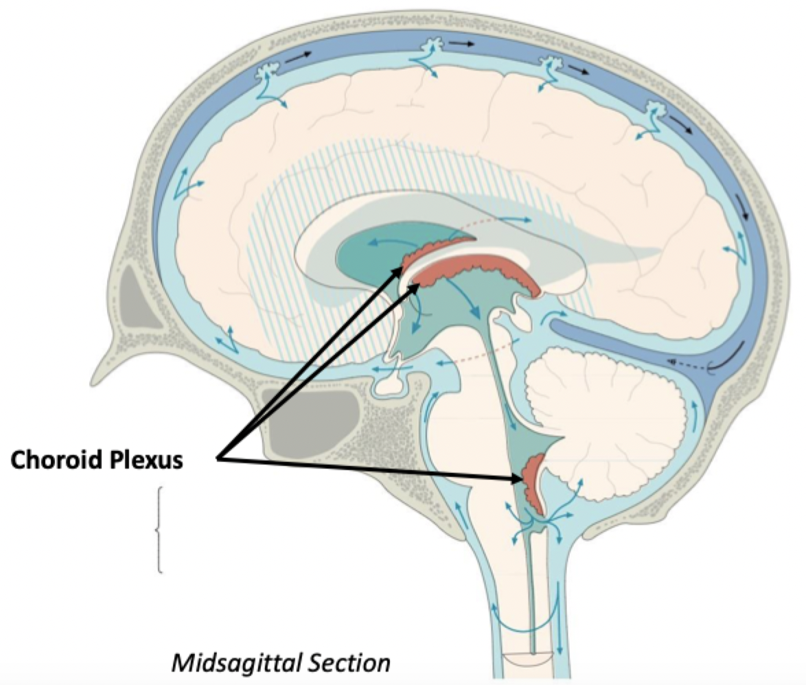 <ul><li><p>﻿﻿Collection of ependymal cells found on the walls of all 4 ventricles, in specific areas</p></li><li><p>﻿﻿Produces cerebrospinal fluid, which flows into the ventricles</p></li></ul>