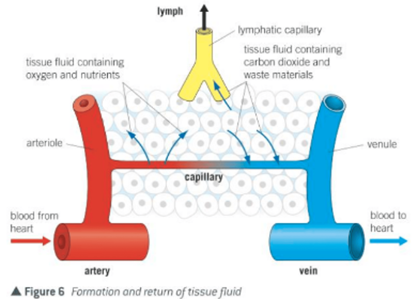 <p>moves material throughout body ex. blood</p>