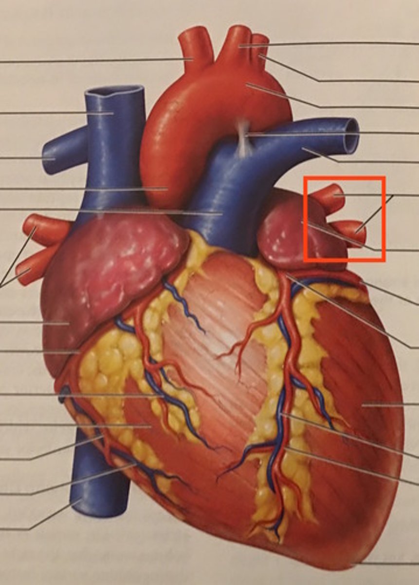 <p>What part of the heart is this?</p>