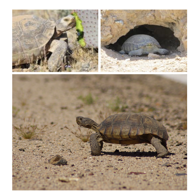 <p>Desert Tortoise/Gopher Tortoise</p>