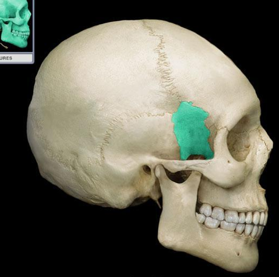 <p>What bone is this?</p>