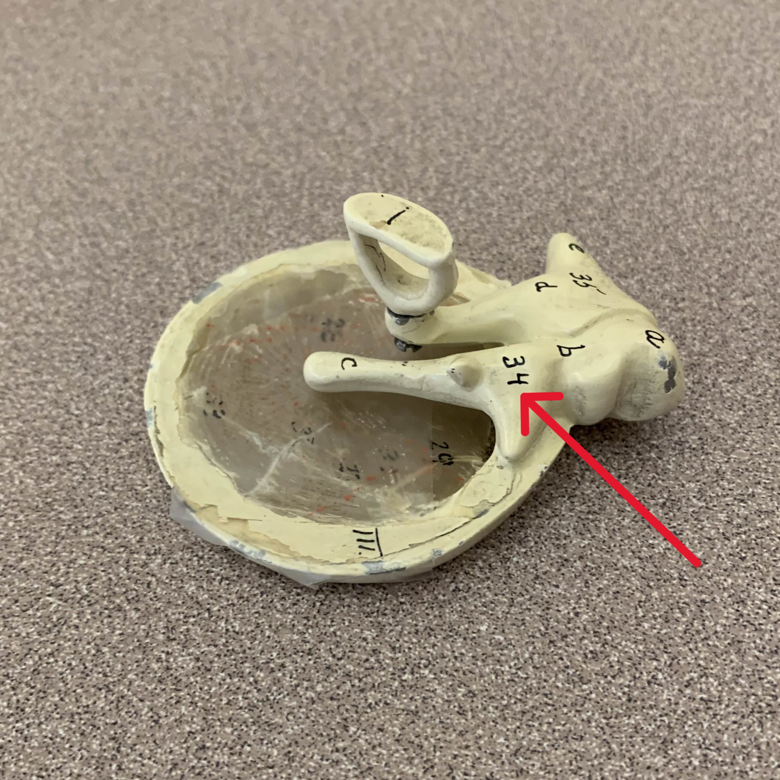 <p>Which bone of the ear is:</p><ul><li><p>Hammer-shaped</p></li></ul><p></p>