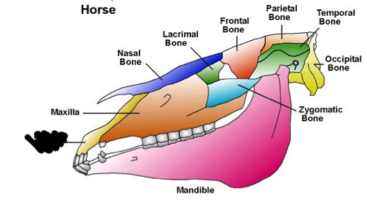 term image