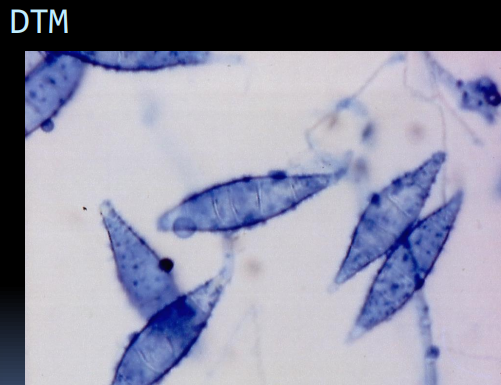 <p><span>Hair Sampling for Dermatology</span></p>