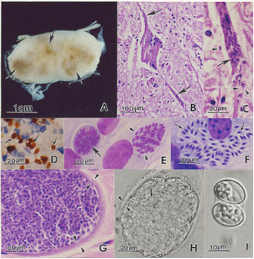 <p>what coccidia species do these pictures have in common?</p>