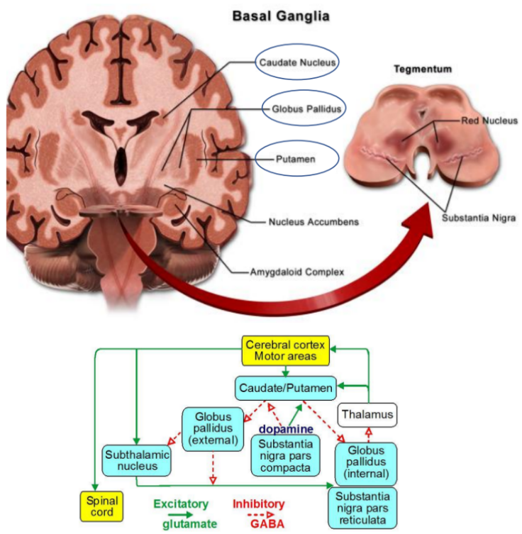 <p><span style="background-color: transparent;"><strong><span>Autres structures impliquées dans le contrôle moteur</span></strong></span></p><p><span style="background-color: transparent;"><strong><span>Les ganglions de la base</span></strong></span></p><p><span style="background-color: transparent;"><strong><span>Rôle fonctionnel</span></strong></span></p><p><span style="background-color: transparent;"><span>Les ganglions de la base jouent un rôle majeur dans :</span></span></p><ul><li><p><span style="background-color: transparent;"><span>la </span><strong><span>sélection</span></strong><span> et </span><strong><span>l’initiation des mouvements volontaires</span></strong><span>,</span></span></p></li><li><p><span style="background-color: transparent;"><span>la </span><strong><span>régulation des schémas moteurs automatiques et habituels</span></strong><span>,</span></span></p></li><li><p><span style="background-color: transparent;"><span>et l’</span><strong><span>apprentissage moteur par renforcement</span></strong><span> (apprentissage basé sur la récompense).</span></span></p></li></ul><p><span style="background-color: transparent;"><span>Le </span><strong><span>striatum</span></strong><span> contient des </span><strong><span>neurones dopaminergiques</span></strong><span> sensibles aux signaux de récompense, qui codent la valeur et la pertinence d’une action.<br> Ainsi, cette structure participe à la </span><strong><span>motivation du mouvement</span></strong><span> et à l’</span><strong><span>ajustement du comportement moteur selon les conséquences</span></strong><span> (positives ou négatives) de l’action.</span></span></p>