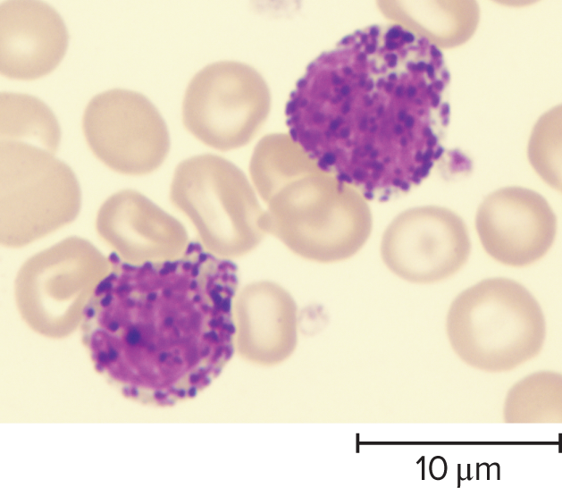 Basophils