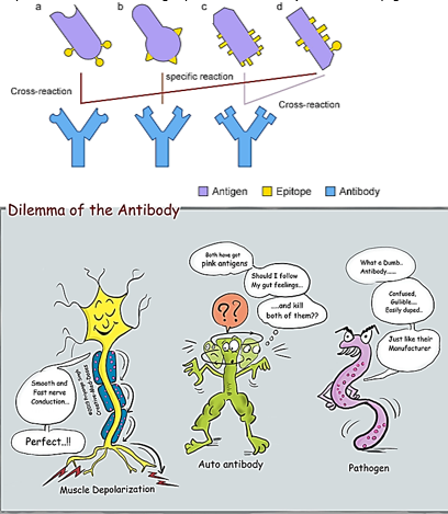 <p>When an antibody (Ab) is produced against a specific antigen (Ag), it is <strong>designed to bind to a particular epitope</strong> on that antigen. However, if a different antigen has a <strong>structurally similar epitope</strong> (enough resemblance in shape or chemical properties), the antibody might also bind to this different antigen.</p>