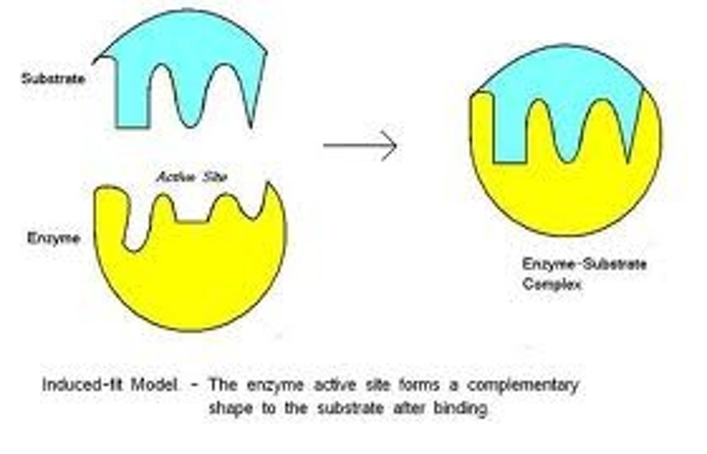 <p>enzyme and substrate join, form weak bonds, cause shape of enzyme to change</p>