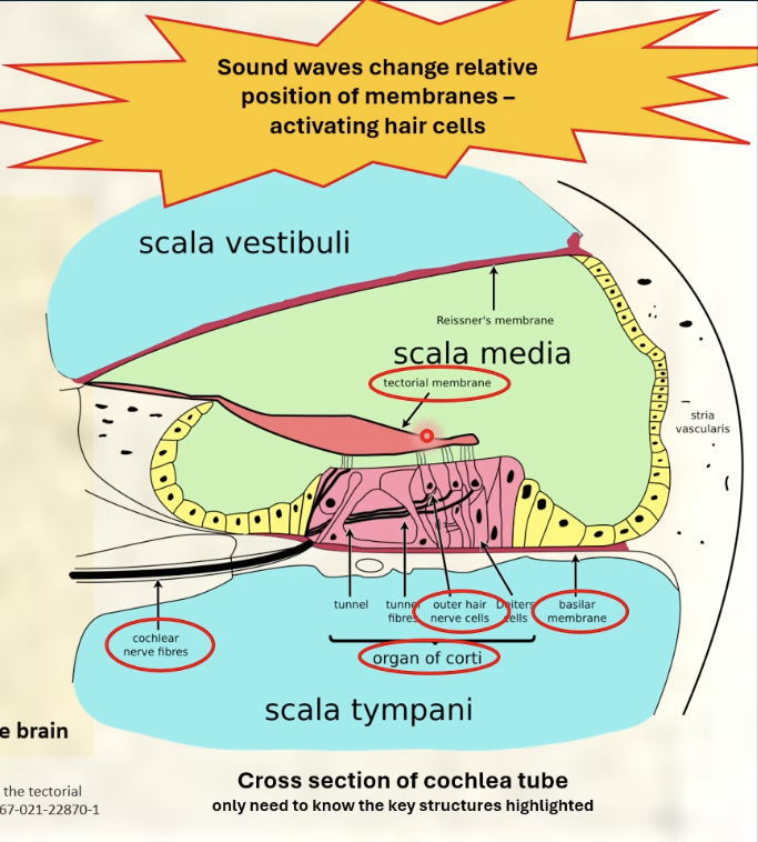 <p>Cochlea: a fluid filled spiral tube</p><p>Role: transduce sound waves to nerve impulses</p><p>Key structures of cochlea: <span>tectorial membrane, hair cells, basilar membrane, organ or Corti</span></p><p></p>