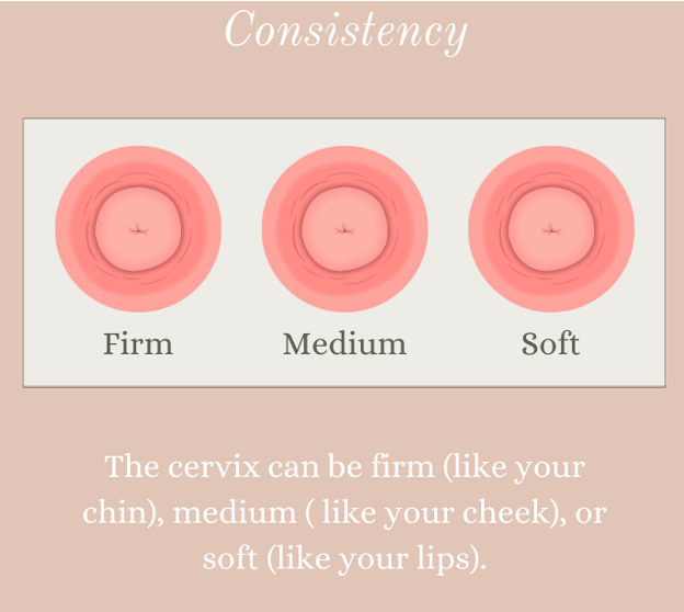 <ul><li><p>Ranges from firm to soft </p><ul><li><p>Soft: indicated onset of labor </p></li></ul></li></ul><p></p><p></p>