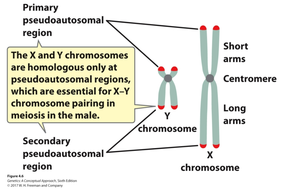 <ul><li><p>The only regions where the X and Y chromosomes are homologous</p></li><li><p>Located at both tips of the X and Y chromosomes</p></li><li><p>Essential for X-Y chromosome pairing in meiosis in males</p></li></ul><p></p>