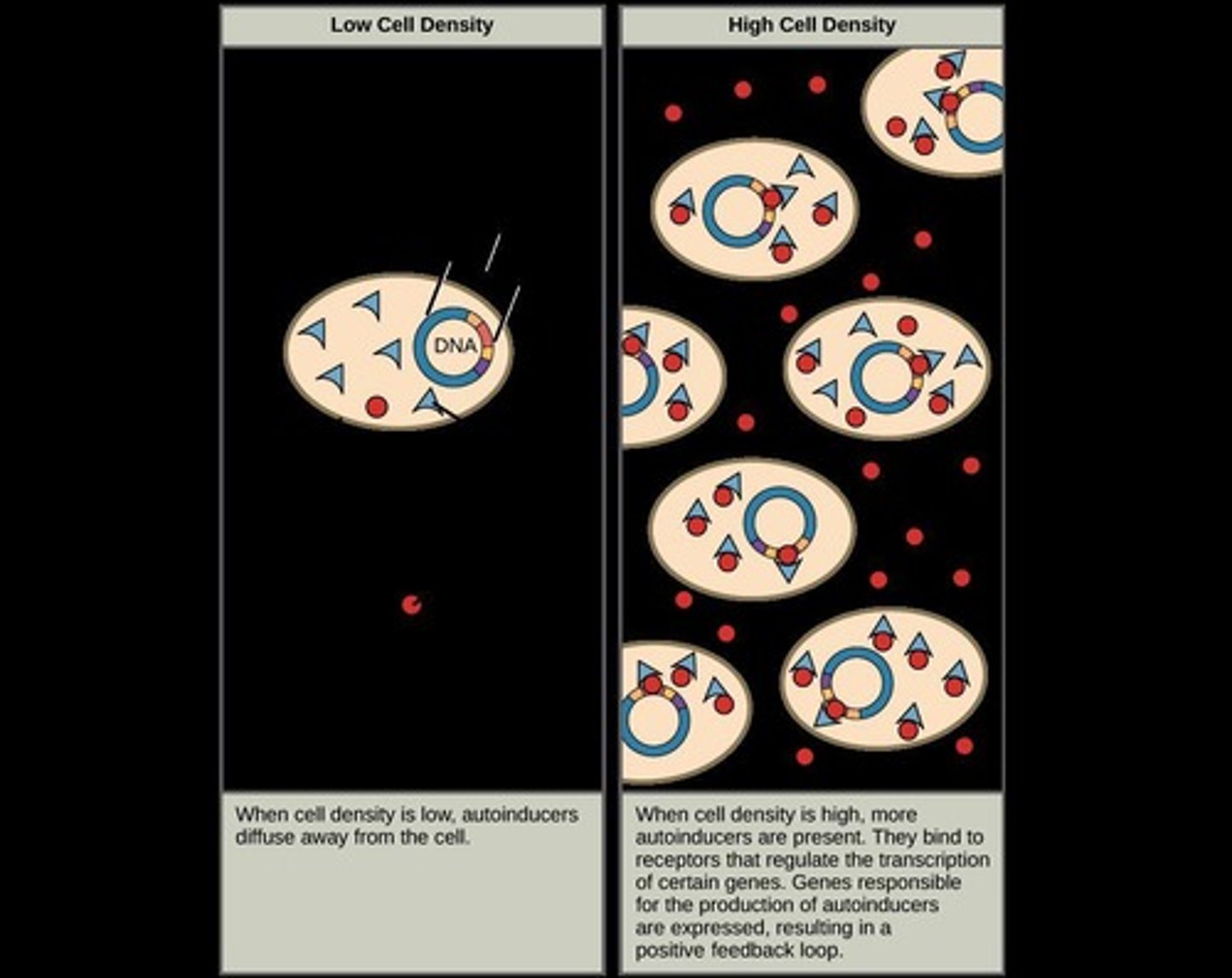 <p>Type of cell-cell signaling in bacteria where they monitor population density through chemical signals called autoinducers.</p>